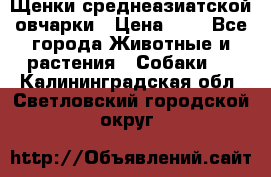 Щенки среднеазиатской овчарки › Цена ­ 1 - Все города Животные и растения » Собаки   . Калининградская обл.,Светловский городской округ 